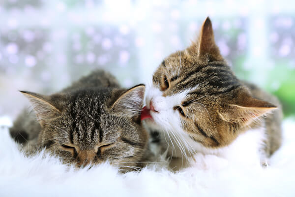 Two kittens laying together