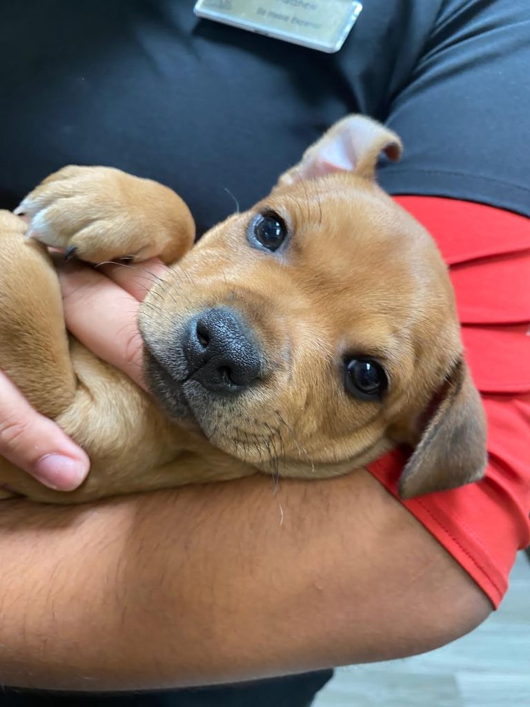 brown puppy