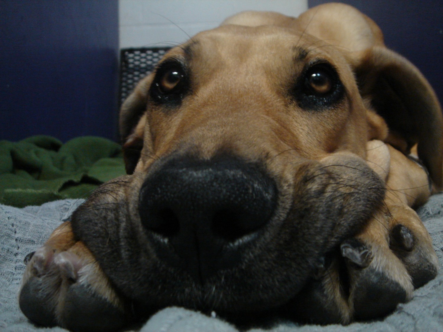 Closeup Dog Nose