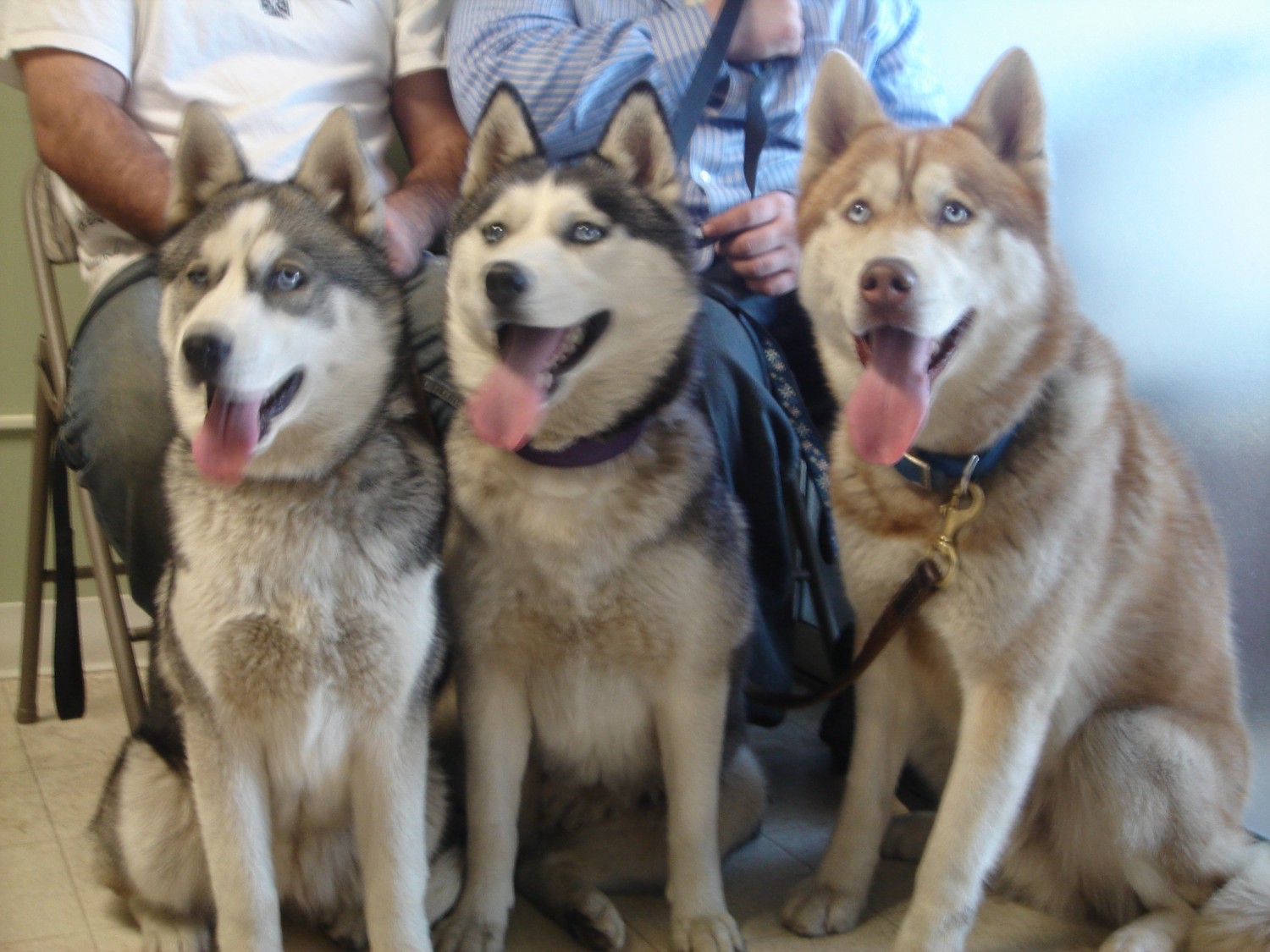 Huskies