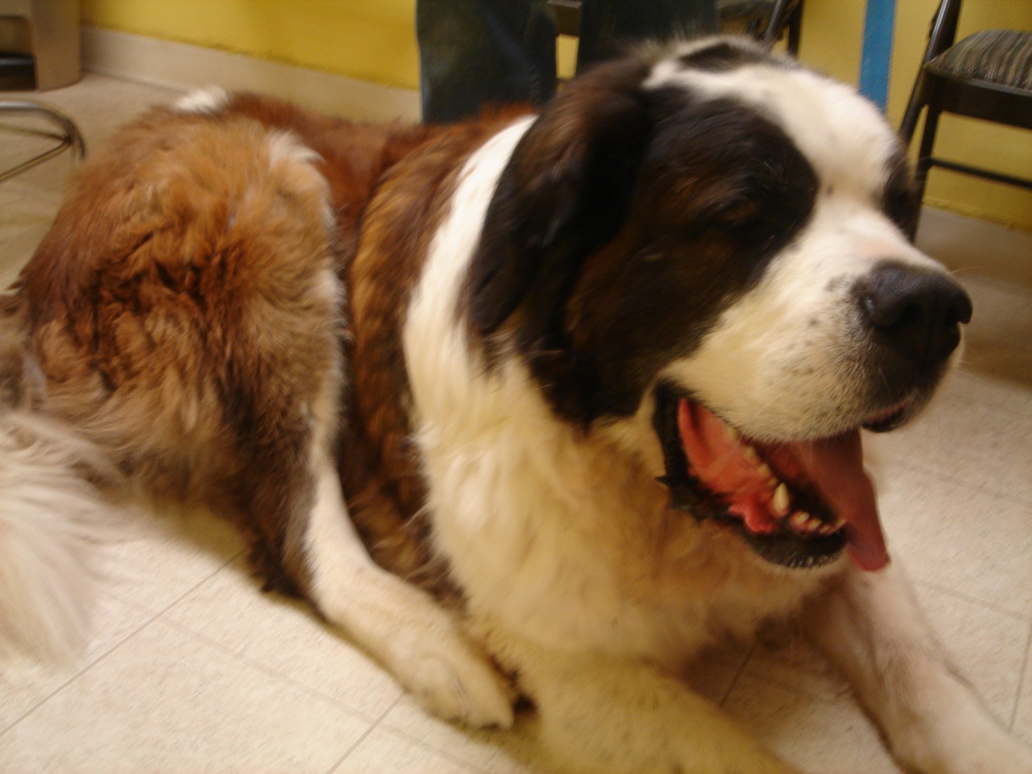 St Bernard