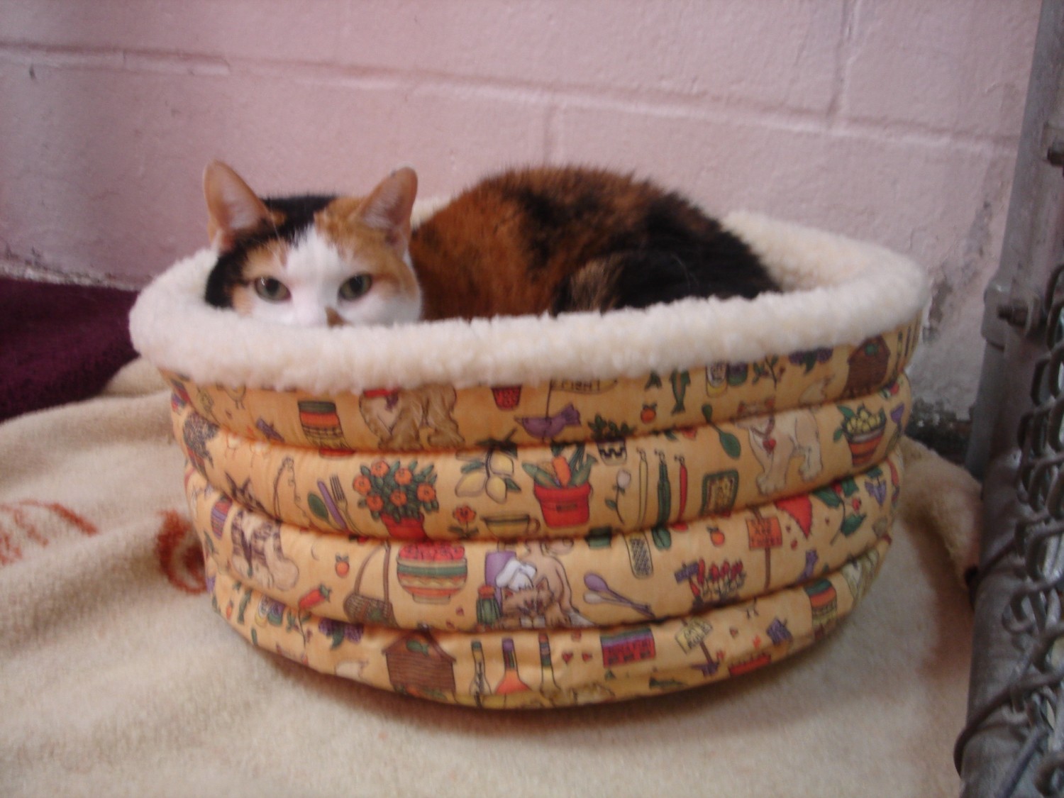 Cat in basket