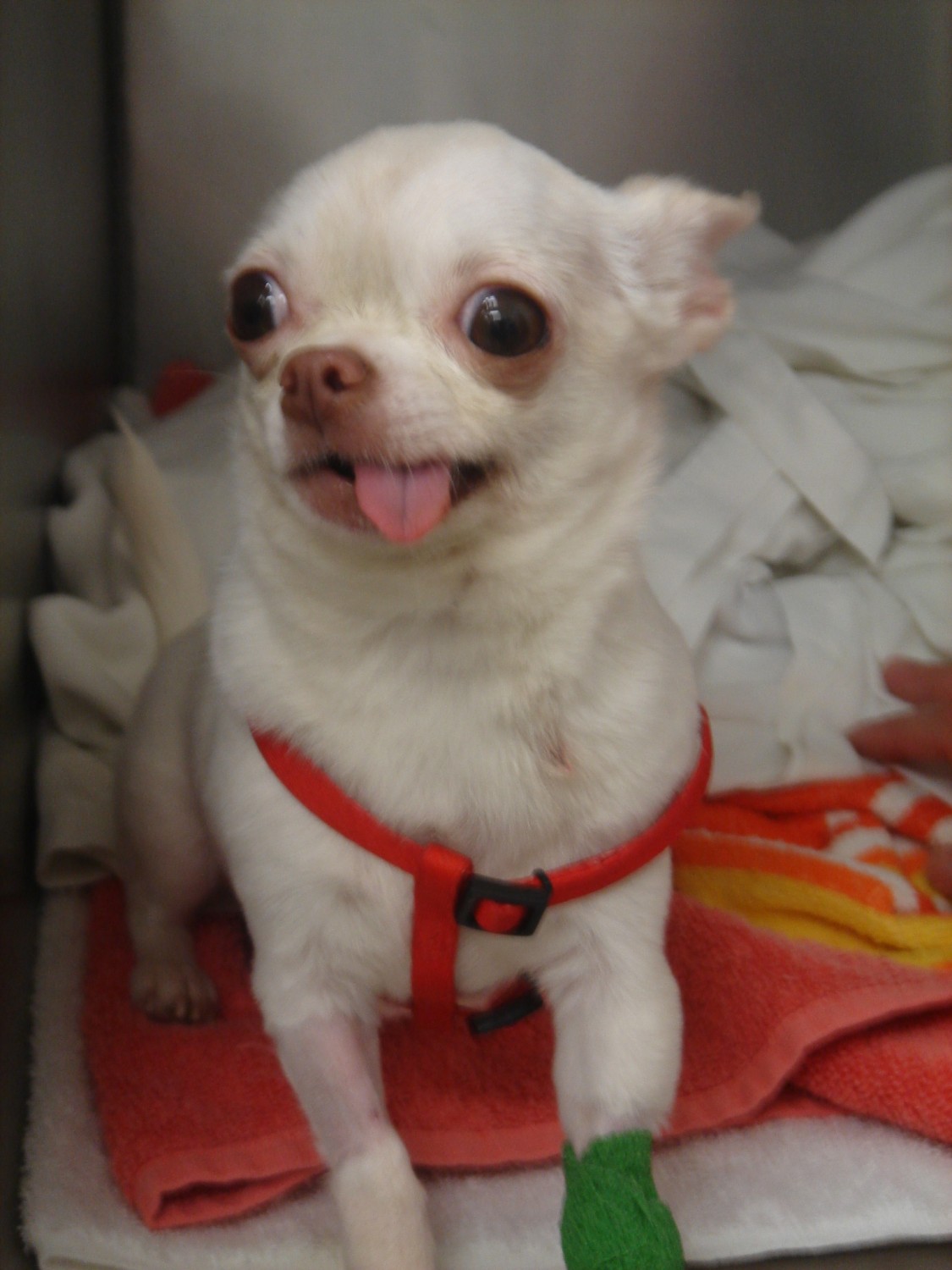 white chihuahua