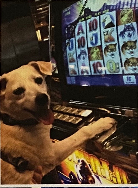 Dog playing Slots