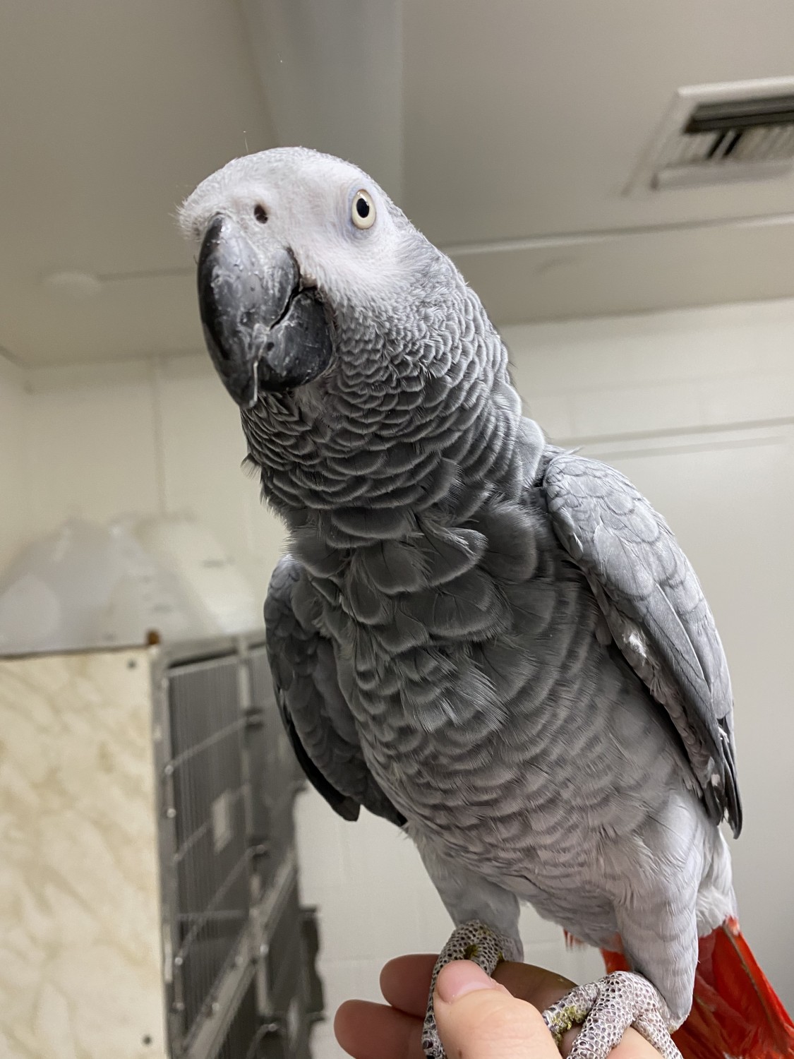 Grey Parrot