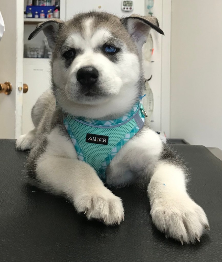 Husky