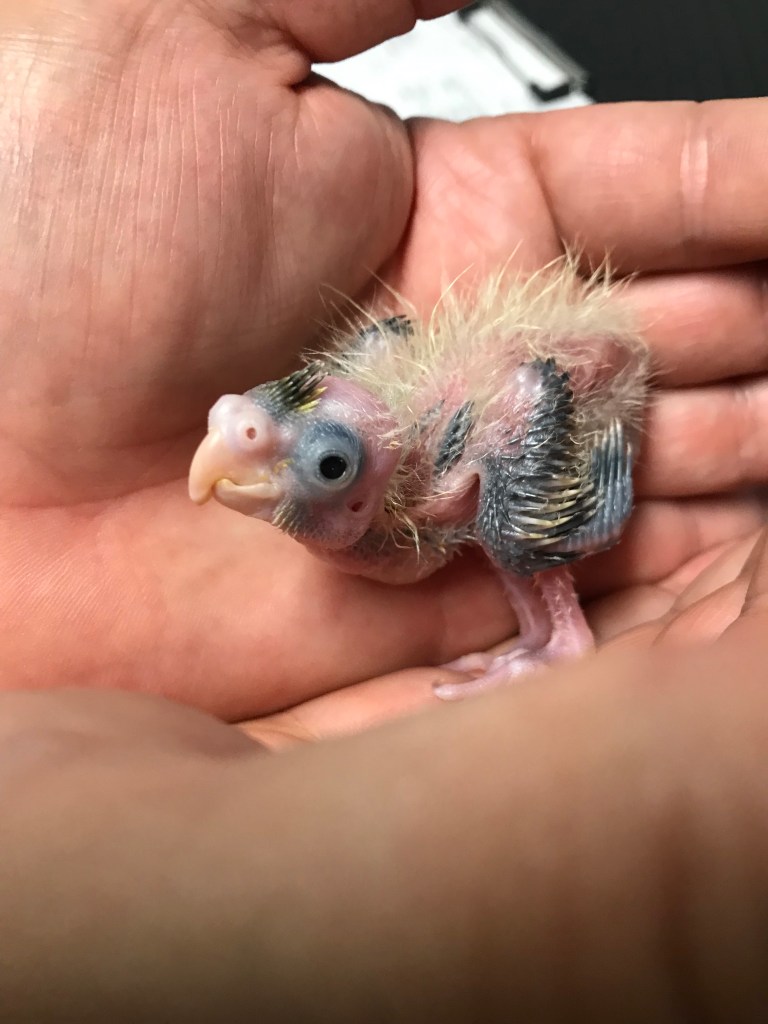 baby bird