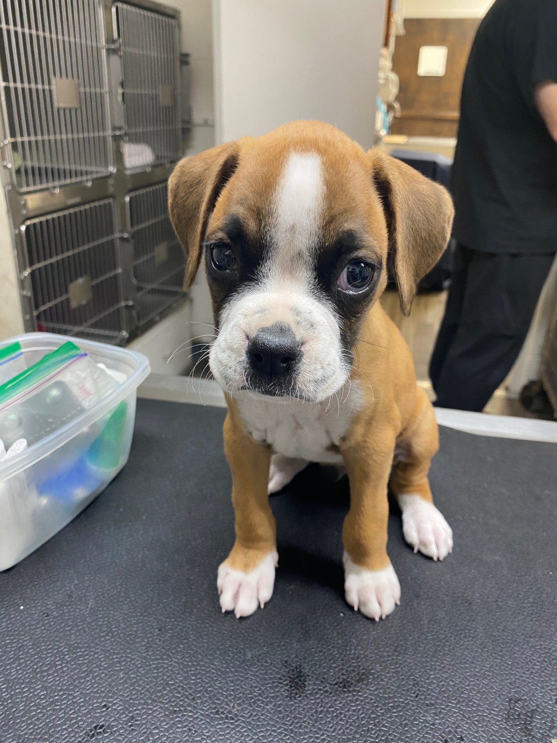 brown puppy