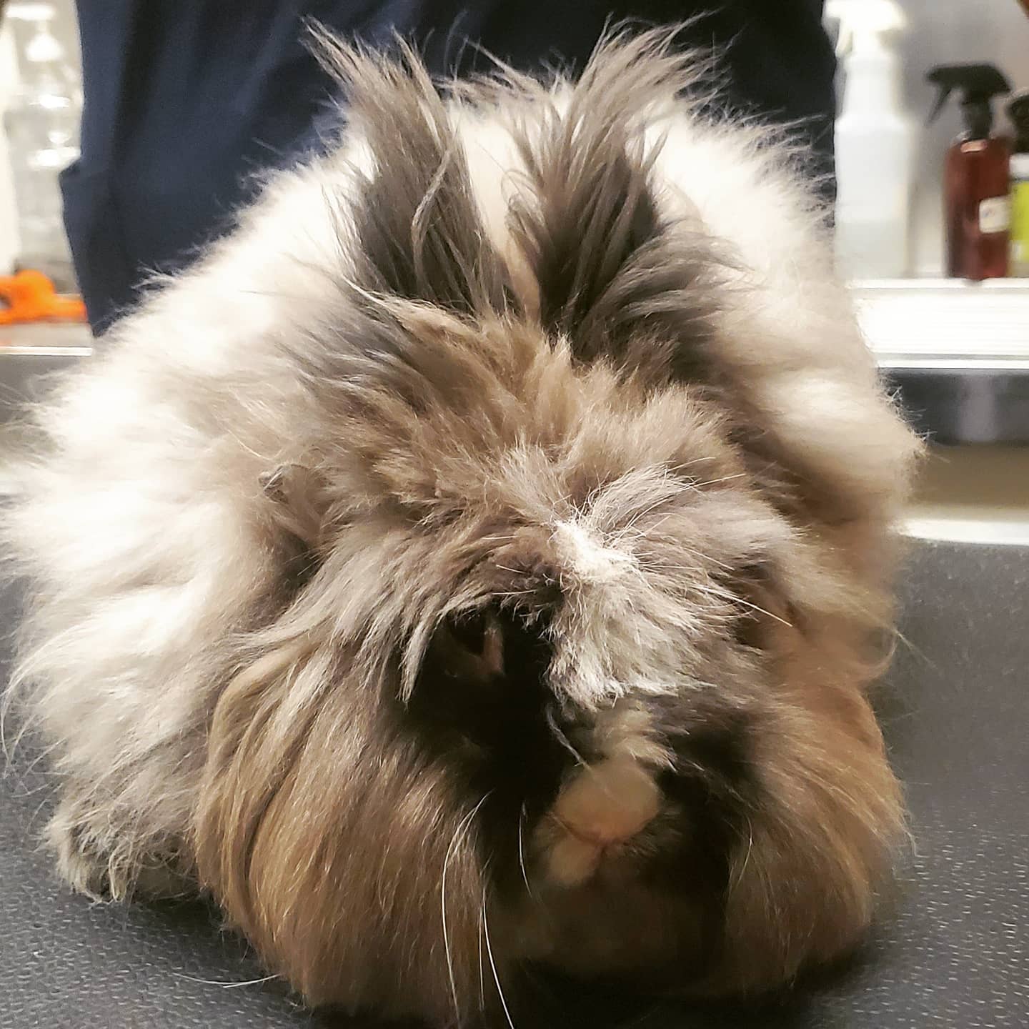 fluffy bunny