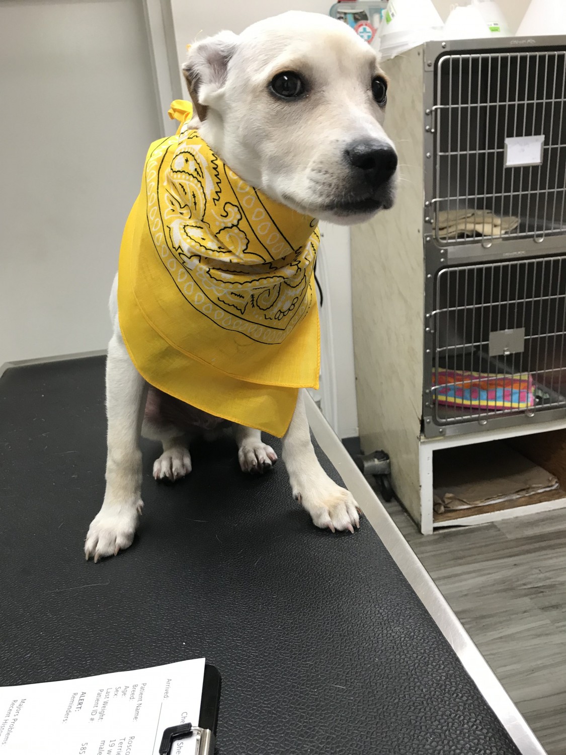 White Dog w Bandana