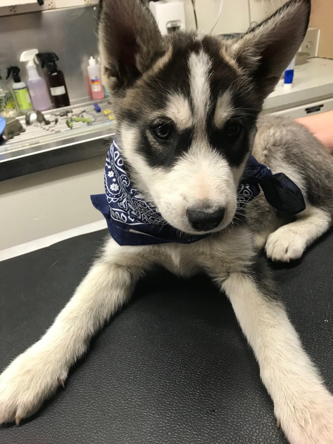 Black White Puppy