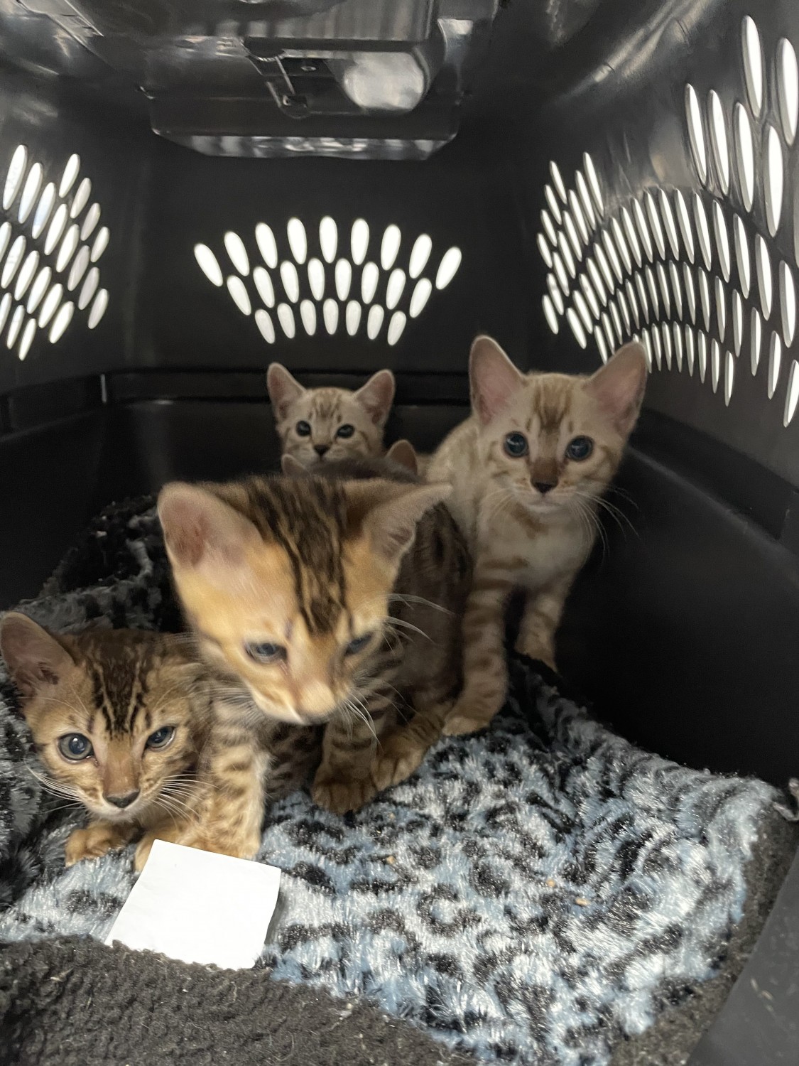 Bengal Kittens