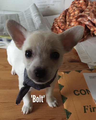 Bolt