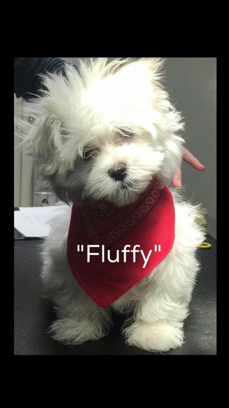 Fluffy