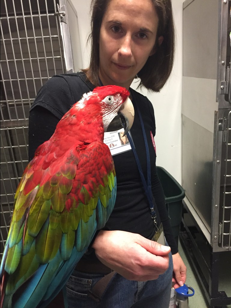 scarlett Macaw