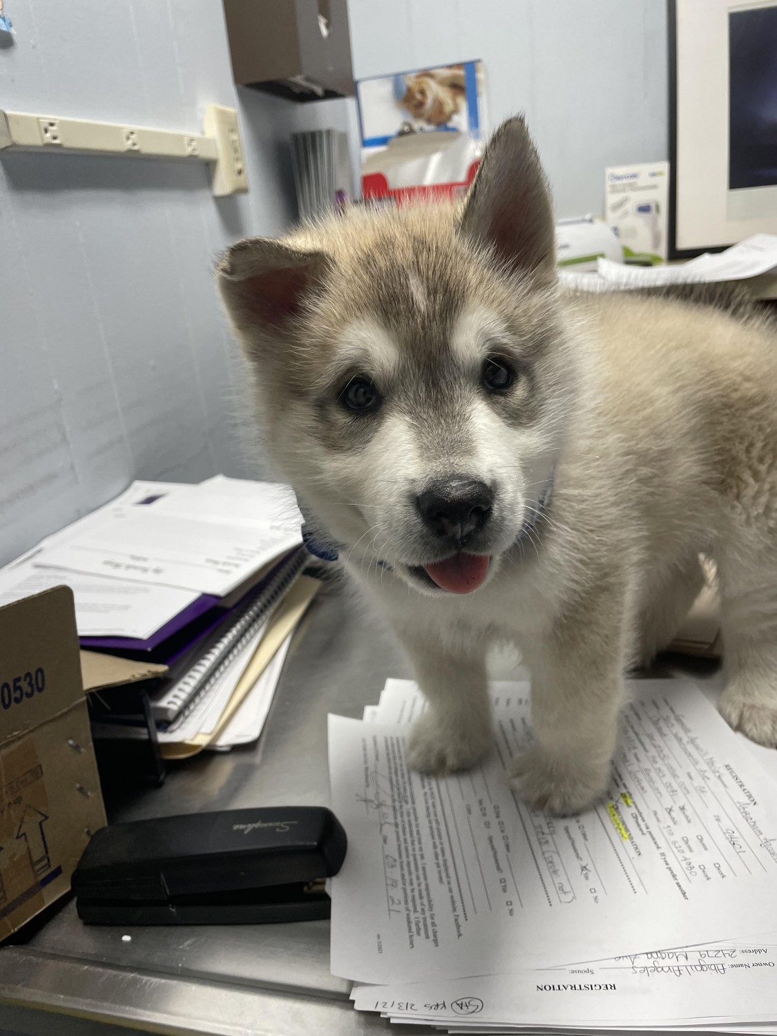 husky pup