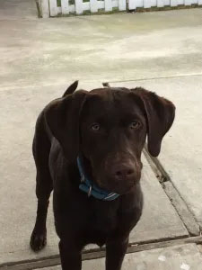 black and brown dog